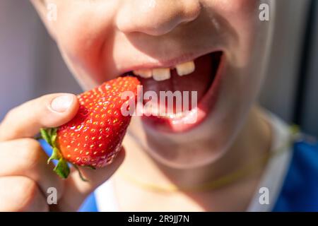 Un bambino felice mangia fragole mature. Deliziosa fragola biologica fresca. Il ragazzo prende un morso da una fragola rossa. Bocca del bambino con Foto Stock