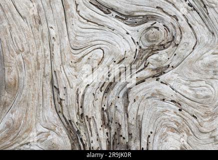 Primo piano dei motivi a spirale dei grani di legno e dei tratti di tana di insetti in un pezzo di strada sulla costa dell'Oregon Foto Stock