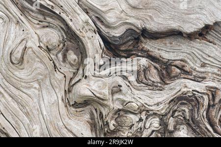 Primo piano della trama e dei motivi a spirale di venatura del legno in un pezzo di legno alla deriva sulla costa dell'Oregon Foto Stock