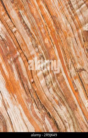 Motivi e consistenza nella corteccia di un elegante Cryptomeria japonica noto come Cedro di Plume giapponese Foto Stock