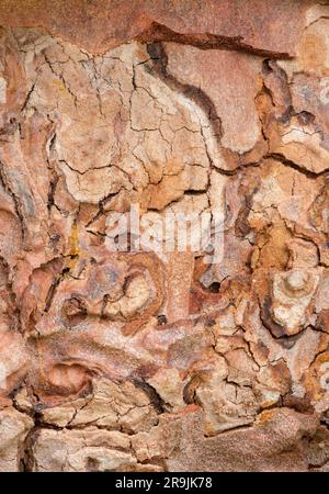 Foto macro delle consistenze nella corteccia di un pino turco noto come Pinus brutia Foto Stock