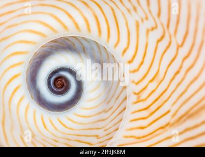 Immagine macro di una lineata Natica conchiglia marina lunare allineata Foto Stock