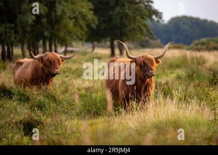 Questa foto mostra uno splendido Highlander scozzese, una mucca con grandi corna e pelliccia. Questa mucca si trova nelle dune dei Paesi Bassi. Foto Stock