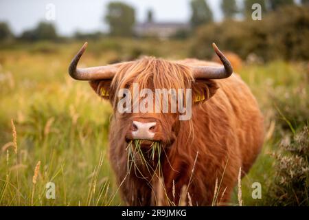 Questa foto mostra uno splendido Highlander scozzese, una mucca con grandi corna e pelliccia. Questa mucca si trova nelle dune dei Paesi Bassi. Foto Stock