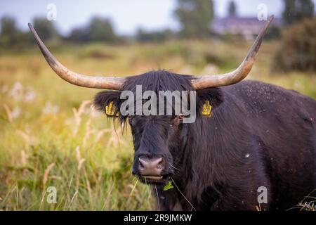 Questa foto mostra uno splendido Highlander scozzese, una mucca con grandi corna e pelliccia. Questa mucca si trova nelle dune dei Paesi Bassi. Foto Stock