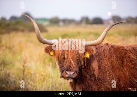 Questa foto mostra uno splendido Highlander scozzese, una mucca con grandi corna e pelliccia. Questa mucca si trova nelle dune dei Paesi Bassi. Foto Stock