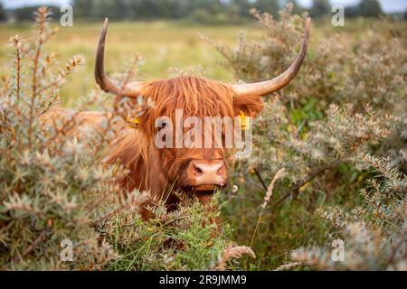 Questa foto mostra uno splendido Highlander scozzese, una mucca con grandi corna e pelliccia. Questa mucca si trova nelle dune dei Paesi Bassi. Foto Stock