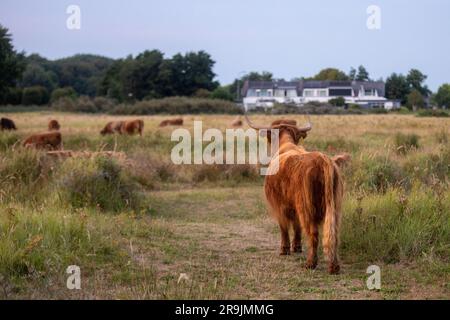 Questa foto mostra uno splendido Highlander scozzese, una mucca con grandi corna e pelliccia. Questa mucca si trova nelle dune dei Paesi Bassi. Foto Stock