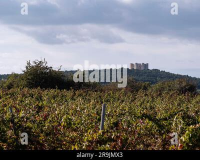 Paesaggio di vigneto e parco nazionale dell'alta Murgia con Castel del Monte in cima ad una collina Foto Stock