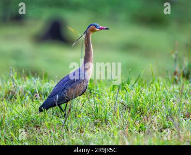 Un colorato Heron (Syrigma sibilatrix) che cammina in erba verde. Colombia, Sud America. Foto Stock