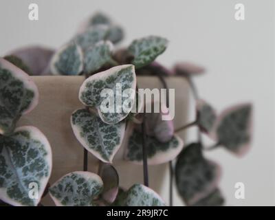 Primo piano di variegata serie di cuori (Ceropagia woodii variegata), isolata su sfondo bianco. Foto Stock