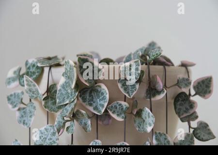 Primo piano della variegata serie di piante domestiche a cuori (Ceropagia woodii variegata), isolata su sfondo bianco. Impianto Vining verde, rosa, argento. Foto Stock