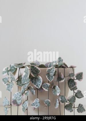 Primo piano della variegata serie di piante domestiche a cuori (Ceropagia woodii variegata), isolata su sfondo bianco. Impianto Vining verde, rosa, argento. Foto Stock