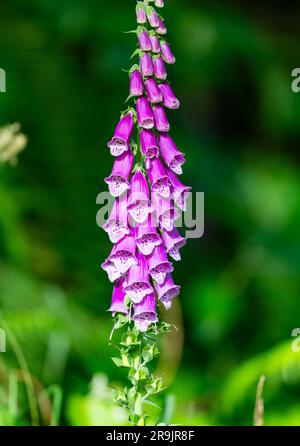 Fiori di Foxglove viola (Digitalis Purpurea). Colombia, Sud America. Foto Stock