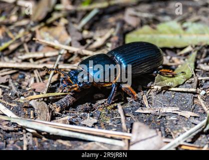 Uno scarabeo cornuto passalus (Odontotaenius disjunctus) sul fondo della foresta. Colombia, Sud America. Foto Stock