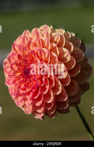 Primo piano di Red Ruskin Diane (Dahlia) con le nebbie del mattino con un perfetto motivo geometrico. Un perfetto Fibonacci visto in natura Foto Stock