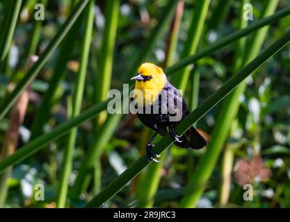 Un uccello nero con cappuccio giallo (Chrysomus icterocephalus) arroccato su canna. Colombia, Sud America. Foto Stock