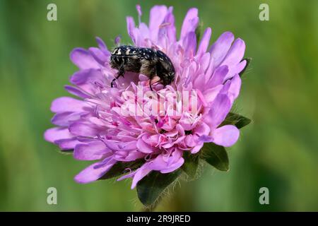 Scarabeo rosa a macchie bianche (Oxythyrea funesta) che mangiano polline su un piccolo scabioso Foto Stock