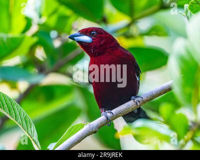 Un Tanager dal becco d'argento (Ramphocelus carbo) con piumaggio rosso scuro. Colombia, Sud America. Foto Stock