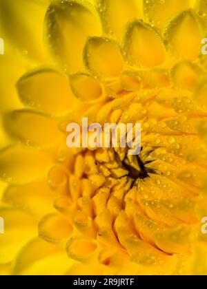 La fioritura di Yellow Ruskin Diane Dahlia presso i giardini pubblici, nuova Scozia, Halifax. Nebbia mattutina e gocce d'acqua Foto Stock