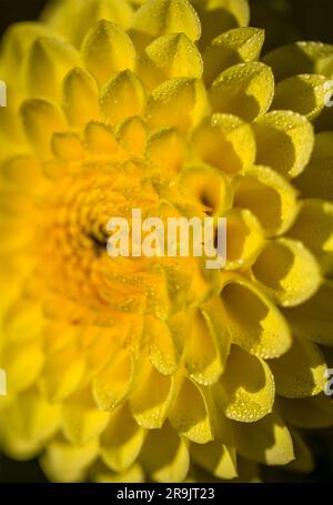 La fioritura di Yellow Ruskin Diane Dahlia presso i giardini pubblici, nuova Scozia, Halifax. Nebbia mattutina e gocce d'acqua Foto Stock