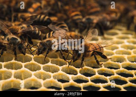 Un macro shot di api su un favo - fantastico per gli sfondi Foto Stock