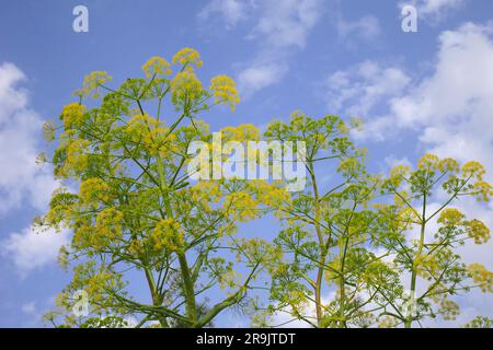 Finocchio, Foeniculum vulgare, in coltura selvaggia, Repubblica di Cipro Foto Stock