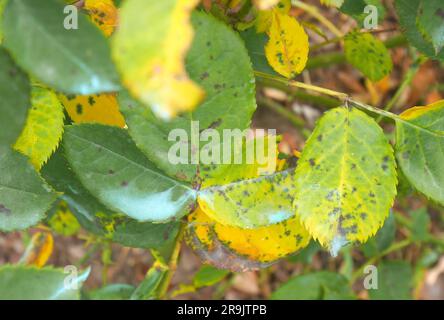 Rosa cespuglio affetto da malattia di macchia nera causata dal fungo Diplocarpon rosae. La colorazione blu sulle foglie è un trattamento antifungino. Foto Stock