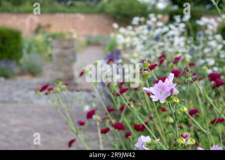 Coloratissimi fiori estivi, tra cui Knautia nello storico giardino murato, fotografati nel tardo pomeriggio presso Eastcote House Gardens, Londra, Regno Unito. Foto Stock