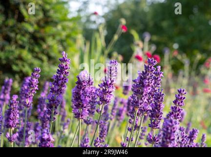 Fiori di lavanda nello storico giardino murato, fotografati nel tardo pomeriggio presso Eastcote House Gardens nel Borough di Hillingdon, Londra, Regno Unito Foto Stock