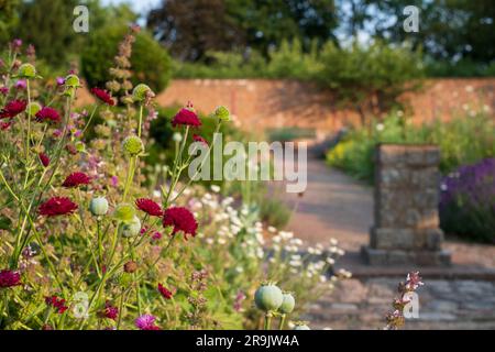 Coloratissimi fiori estivi, tra cui Knautia nello storico giardino murato, fotografati nel tardo pomeriggio presso Eastcote House Gardens, Londra, Regno Unito. Foto Stock