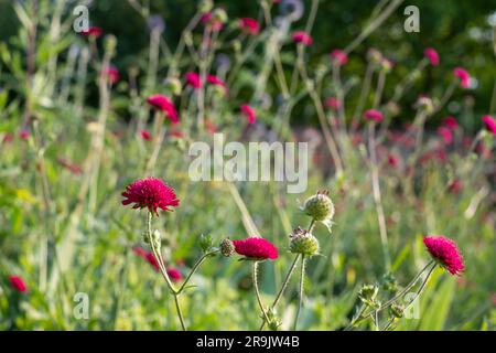 Coloratissimi fiori estivi, tra cui Knautia nello storico giardino murato, fotografati nel tardo pomeriggio presso Eastcote House Gardens, Londra, Regno Unito. Foto Stock