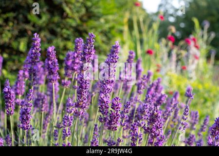 Fiori di lavanda nello storico giardino murato, fotografati nel tardo pomeriggio presso Eastcote House Gardens nel Borough di Hillingdon, Londra, Regno Unito Foto Stock