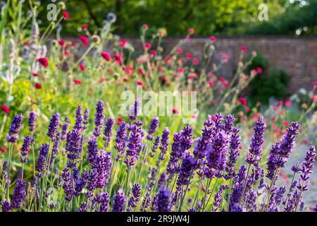 Fiori di lavanda nello storico giardino murato, fotografati nel tardo pomeriggio presso Eastcote House Gardens nel Borough di Hillingdon, Londra, Regno Unito Foto Stock