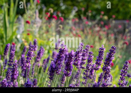 Fiori di lavanda nello storico giardino murato, fotografati nel tardo pomeriggio presso Eastcote House Gardens nel Borough di Hillingdon, Londra, Regno Unito Foto Stock