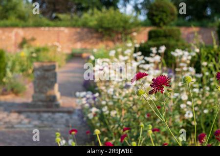 Coloratissimi fiori estivi, tra cui Knautia nello storico giardino murato, fotografati nel tardo pomeriggio presso Eastcote House Gardens, Londra, Regno Unito. Foto Stock