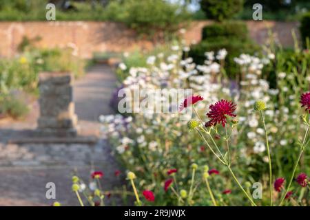 Coloratissimi fiori estivi, tra cui Knautia nello storico giardino murato, fotografati nel tardo pomeriggio presso Eastcote House Gardens, Londra, Regno Unito. Foto Stock