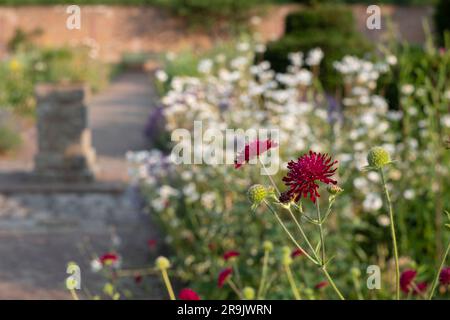 Coloratissimi fiori estivi, tra cui Knautia nello storico giardino murato, fotografati nel tardo pomeriggio presso Eastcote House Gardens, Londra, Regno Unito. Foto Stock