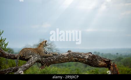 Un leopardo femminile, Panthera pardus, che riposa su un ramo morto, sbadiglia, vista laterale. Foto Stock