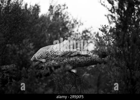 Un leopardo femminile, Panthera pardus, giace su un albero di marula caduto. Foto Stock