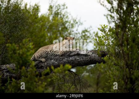 Un leopardo femminile, Panthera pardus, giace su un albero di marula caduto. Foto Stock