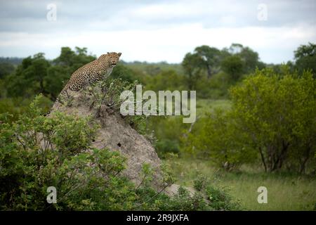 Un leopardo femminile, Panthera pardus, si siede in cima a un tumulo, guardandosi intorno. Foto Stock