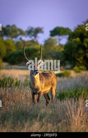 Un Water Buck, un Kobus ellipsiprymnus, in piedi su un'erba lunga, illuminato al tramonto. Foto Stock