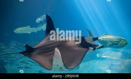 Bellissimo acquario marino da vicino Foto Stock