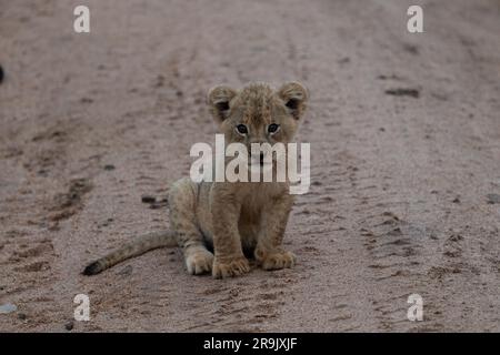 Un cucciolo di leone, Panthera leo, seduto a terra, sguardo diretto. Foto Stock