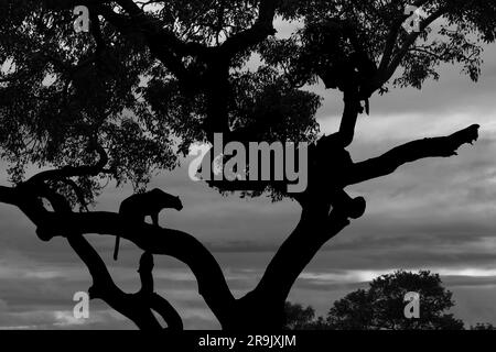 Una silhouette di un leopardo femminile, Panthera pardus, seduta in un albero di Marula, Sclerocarya birrea, in bianco e nero. Foto Stock