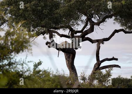 Un leopardo femminile, Panthera pardus, addormentato in un albero di Marula, Sclerocarya birrea. Foto Stock