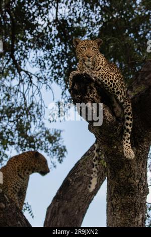 Un leopardo femminile e maschile, Panthera pardus, insieme in un albero di Marula, Sclerocarya birrea. Foto Stock