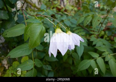 Dahlia imperialis foglie e fiori Foto Stock