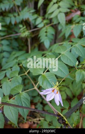 Dahlia imperialis foglie e fiori Foto Stock